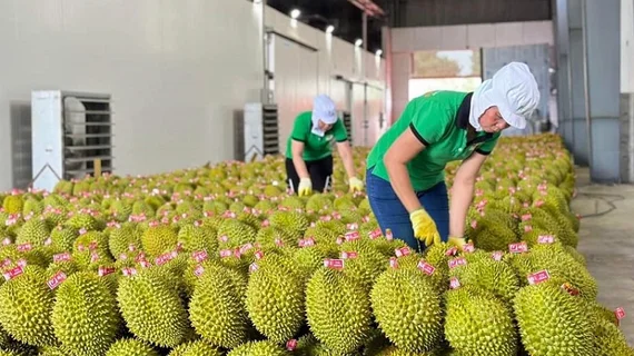 Kim ngạch xuất khẩu rau quả sẽ về đích trước 2 năm so với mục tiêu