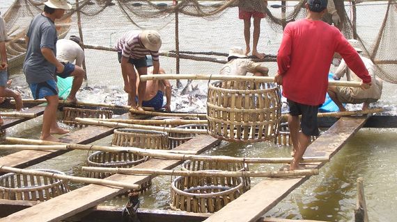 7 tháng đầu năm, xuất khẩu cá tra đạt 1 tỷ USD