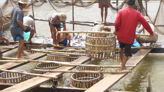 7 tháng đầu năm, xuất khẩu cá tra đạt 1 tỷ USD