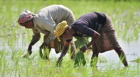 Giá gạo tăng phi mã, chính phủ Thái Lan bất ngờ yêu cầu nông dân hạn chế trồng lúa vì lý do này