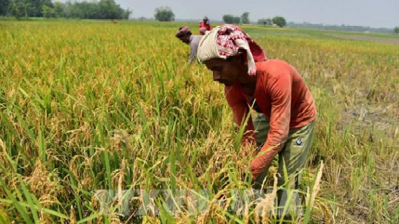 Giá gạo Ấn Độ neo gần mức thấp nhất một năm