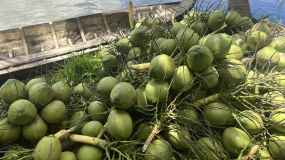 Ngành dừa kỳ vọng xuất khẩu vượt mốc 1 tỷ USD trong năm 2024