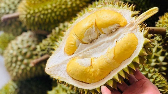Học theo bầu Đức, một DN cao su trên sàn cũng trồng sầu riêng thu 1 vốn 6 lời