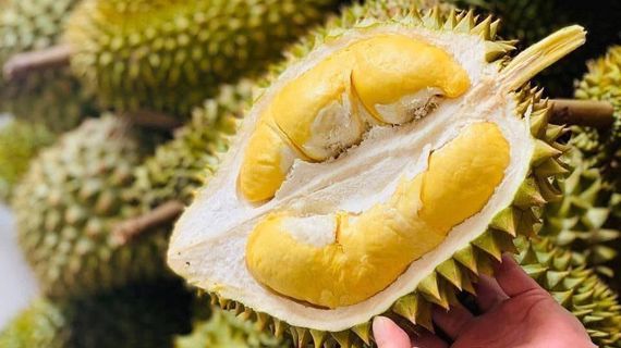 Học theo bầu Đức, một DN cao su trên sàn cũng trồng sầu riêng thu 1 vốn 6 lời