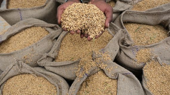 Việt Nam trúng thầu 108.000 tấn gạo xuất sang Indonesia, giá thấp nhất trong các nguồn cung