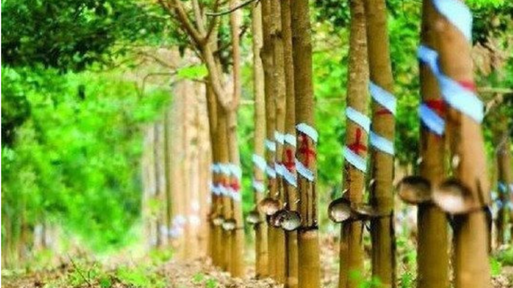 Cao su Cường Thịnh đưa dư nợ trái phiếu về zero, dù báo lỗ liên tục