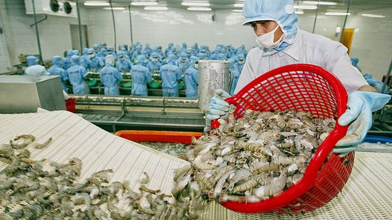 Tôm Việt Nam chiếm lợi thế trong bối cảnh dư cung, giá rớt thê thảm trên toàn cầu