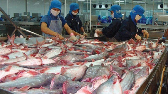 Giá xuất khẩu cá tra dự báo tăng khoảng 10% trong nửa cuối năm nay