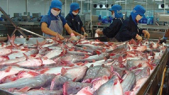 Giá xuất khẩu cá tra dự báo tăng khoảng 10% trong nửa cuối năm nay