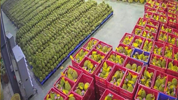 Sầu riêng xuất khẩu tăng giá, cần hạn chế tình trạng 