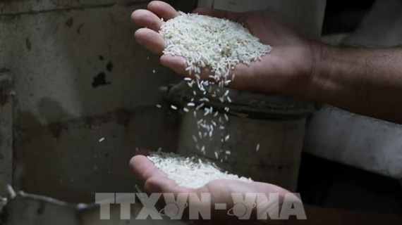 Nguồn cung dồi dào, giá gạo Việt Nam giảm