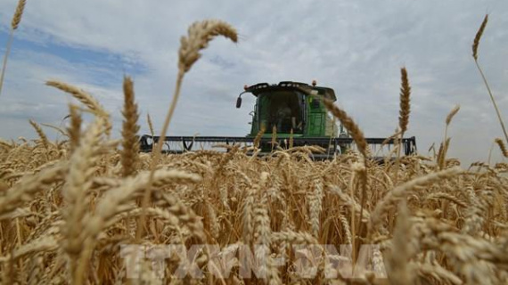 Thị trường lương thực thế giới ghi nhận tín hiệu ổn định