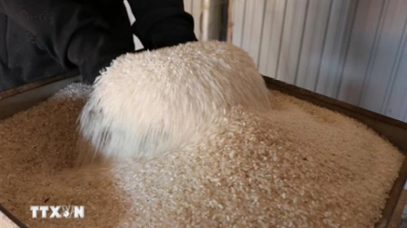 Nga gia hạn 6 tháng lệnh cấm xuất khẩu gạo và yến mạch