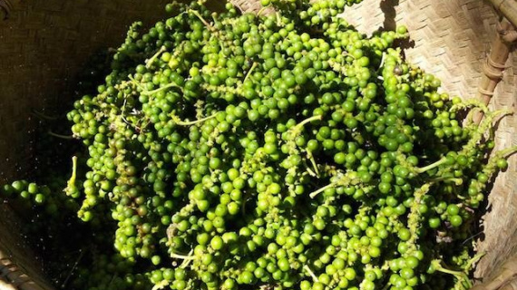 Giá hạt tiêu trong nước giảm, vẫn cao hơn cùng kỳ