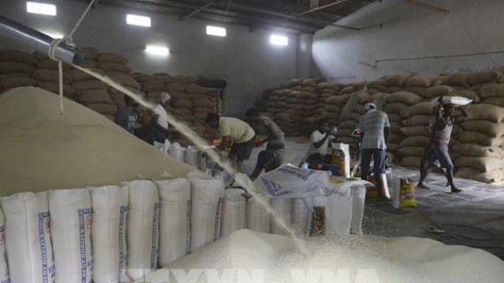 Giá gạo xuất khẩu của Ấn Độ giảm xuống mức thấp nhất 8 tháng