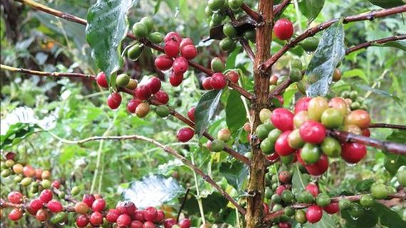 Giá cà phê Arabica toàn cầu đã chạm mức cao kỷ lục