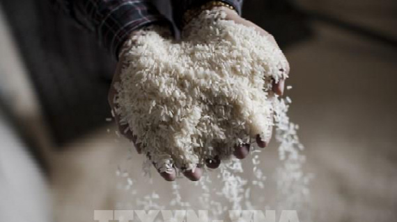 Giá gạo Thái Lan và Ấn Độ chạm mức thấp nhất trong nhiều năm