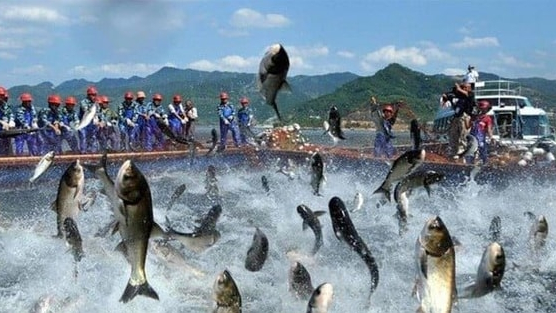 'Vua cá tra' báo lãi 9 tháng đầu năm gấp 18 lần cùng kỳ, cổ phiếu tăng hơn 60% từ đầu năm