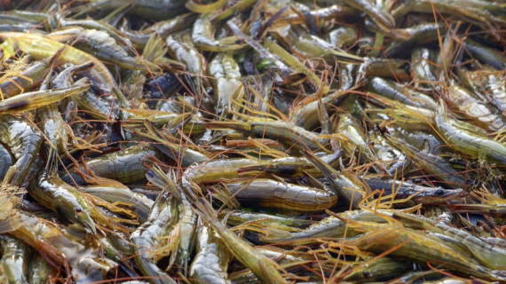 Trung Quốc cấm nhập khẩu hải sản Nhật Bản giữa căng thẳng ngoại giao