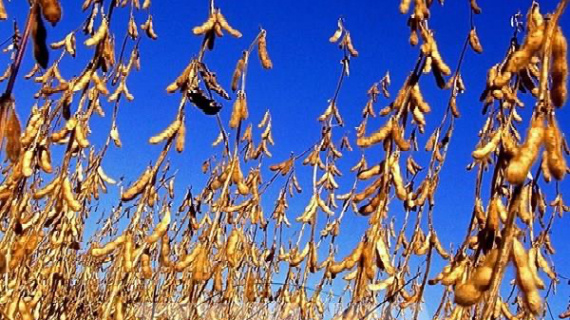 Trung Quốc hai tháng liên tiếp không nhập khẩu đậu tương Mỹ