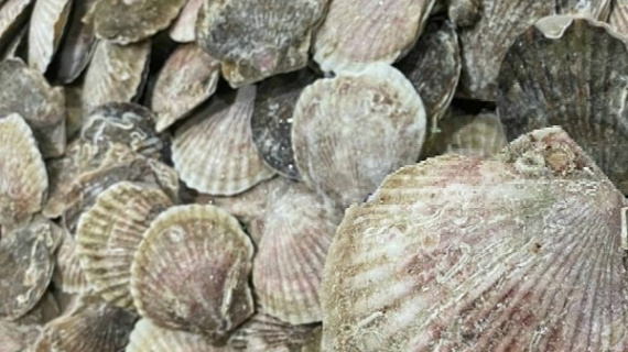 Trung Quốc nối lại nhập khẩu thủy sản Nhật Bản sau hơn 1 năm gián đoạn