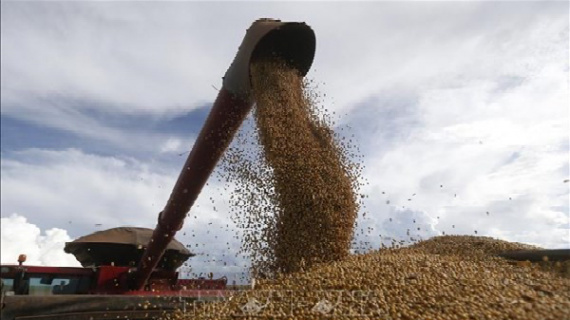 Giá gạo châu Á tăng, ngũ cốc Mỹ và cà phê biến động trái chiều