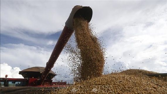 Giá gạo châu Á tăng, ngũ cốc Mỹ và cà phê biến động trái chiều