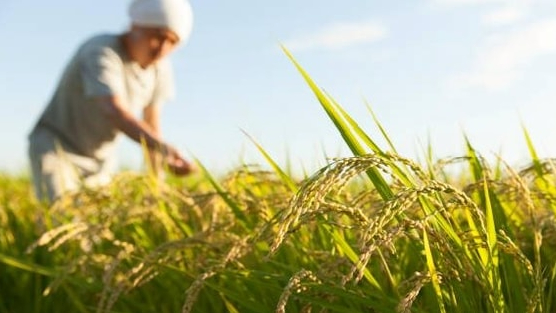 Buồn của nền kinh tế lớn thứ 4 thế giới: Nhập khẩu gạo tăng gấp 100 lần, hàng nội địa ‘bão chồng bão’