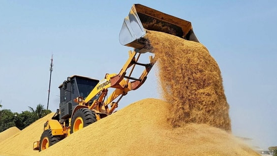 Vựa lúa lớn nhất thế giới tồn kho tăng kỷ lục, đối thủ của gạo Việt Nam nhận tin không vui