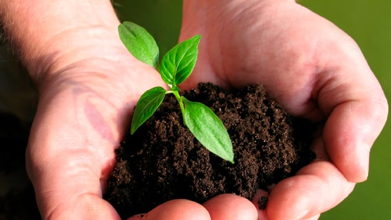 CTCK điểm tên doanh nghiệp phân bón tiềm năng 2026, kỳ vọng tăng trưởng 2 chữ số