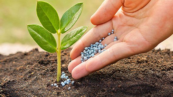 Doanh nghiệp phân bón dè dặt với kế hoạch 2025