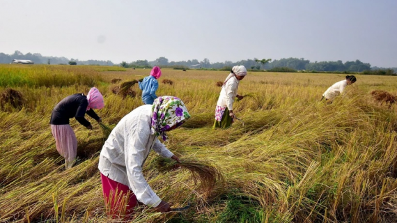 Giá gạo Ấn Độ giảm do nhu cầu yếu và nguồn cung dồi dào