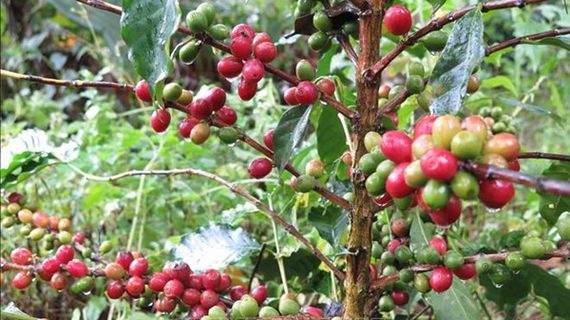 Thị trường cà phê có thể chững lại do đòn thuế quan của Mỹ
