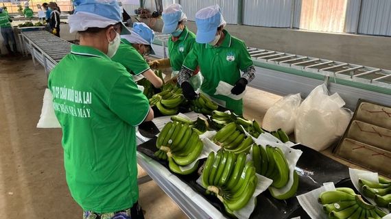 Lãi lớn nhờ bán chuối, Hoàng Anh Gia Lai nối dài chuỗi 16 quý lãi liên tiếp