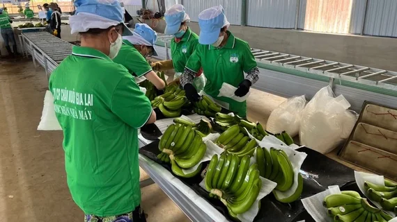 Lãi lớn nhờ bán chuối, Hoàng Anh Gia Lai nối dài chuỗi 16 quý lãi liên tiếp