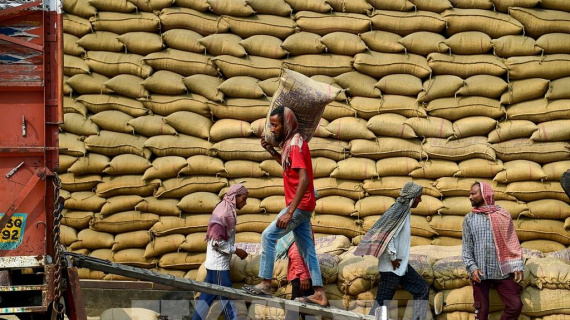 Giá gạo Ấn Độ giảm sâu