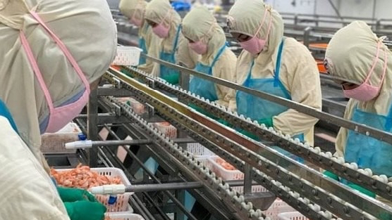 Doanh nghiệp xuất khẩu tôm lớn nhất nhì Việt Nam bị áp thuế cao bất thường tới 35,29% từ Mỹ