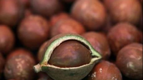 Ca cao Brazil trước nguy cơ không thể vào Mỹ