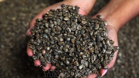 “Né” thị trường Mỹ, Lào sẽ tăng xuất khẩu cà phê sang Nga