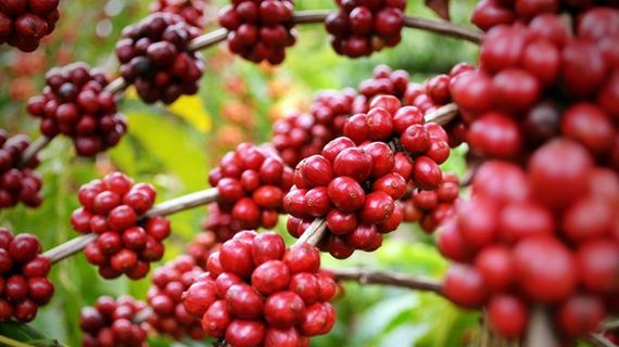 Giá ngô chạm mức cao nhất hơn 6 tuần, giá cà phê tiếp tục đà lao dốc