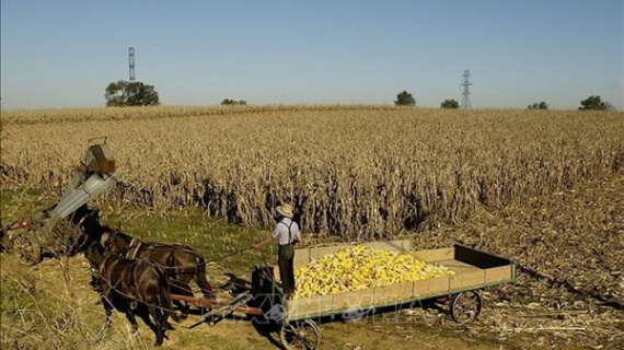 Trung Quốc mua gần 12 triệu tấn đậu tương của Mỹ