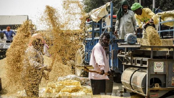 Giá gạo châu Á tăng, ngũ cốc Mỹ và cà phê diễn biến trái chiều