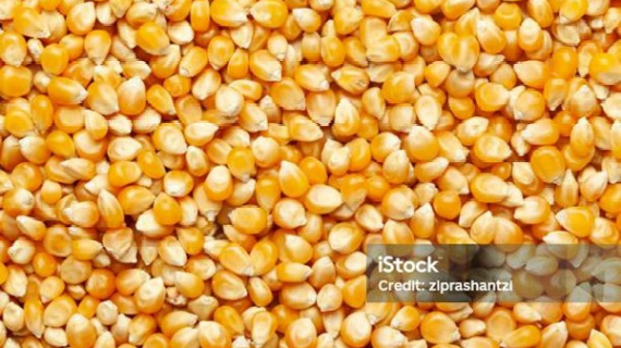 Indonesia dự kiến xuất khẩu gần 53.000 tấn ngô trong năm 2026