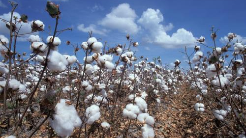 Giá bông tại Mỹ chạm đỉnh 8 tuần
