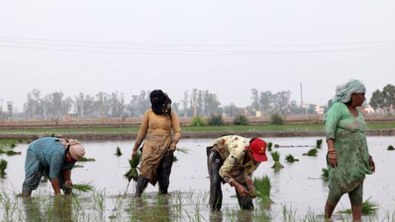 Vừa tuyên bố sẽ tự túc lương thực, khách ruột của gạo Việt lên kế hoạch đẩy mạnh xuất khẩu, 1 triệu tấn sẽ xuất đi những đâu?