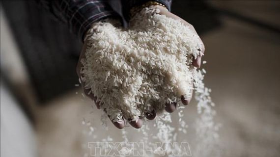 Giá gạo, nông sản và cà phê biến động trái chiều