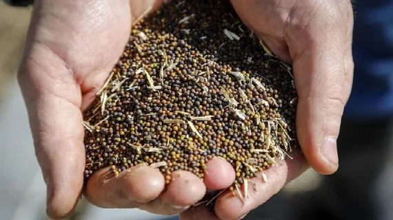 Trung Quốc áp thuế chống bán phá giá 5,9% đối với hạt cải dầu Canada