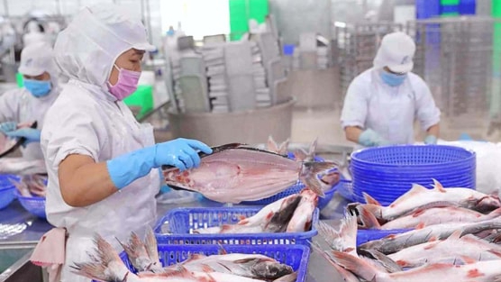 Vĩnh Hoàn báo lãi 245 tỷ đồng quý 4/2025, giảm 44% so với cùng kỳ, cổ phiếu kịch sàn