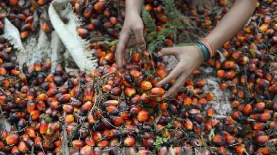 Giá dầu cọ tăng mạnh theo đà tăng của giá dầu