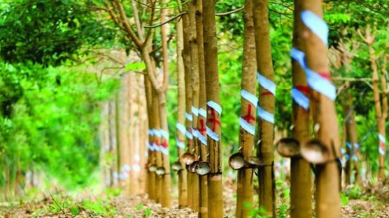 Một doanh nghiệp đặt mục tiêu lợi nhuận năm 2026 tăng hơn 150% so với năm trước nhờ khoản tiền đền bù từ công ty thành viên của THACO